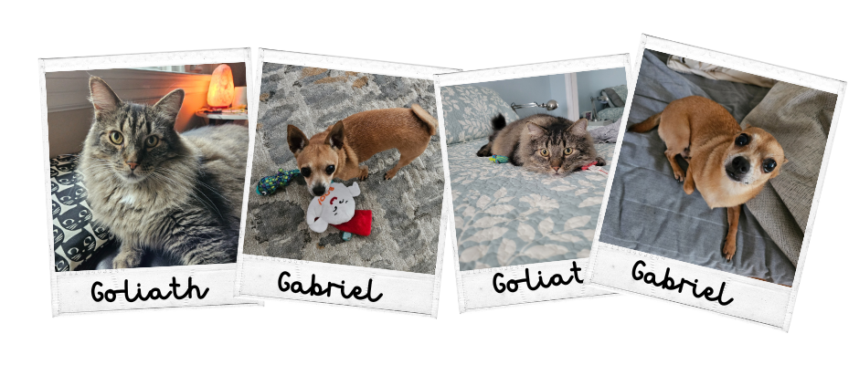 Four images in the style of polaroid pictures, showing from left to right: "Goliath" a Mainecoon cat looking into the camera while reclining on a black and white cat motif cushion; "Gabriel" a chihuahua playing with beloved toys on a grey patterned rug; "Goliath" the same Mainecoon on an aqua bedspread, stretched out and looking generally toward the camera, at a toy that is out of the photograph; "Gabriel" the same chihuahua reclining on a grey couch and beige blanket, looking directly into the camera.